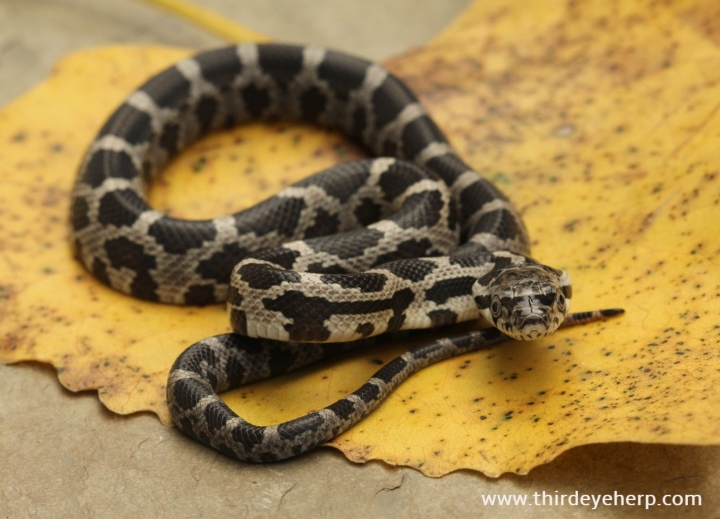 Black Rat Snake